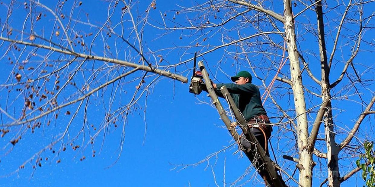 Tájékoztatás gallyazásról
